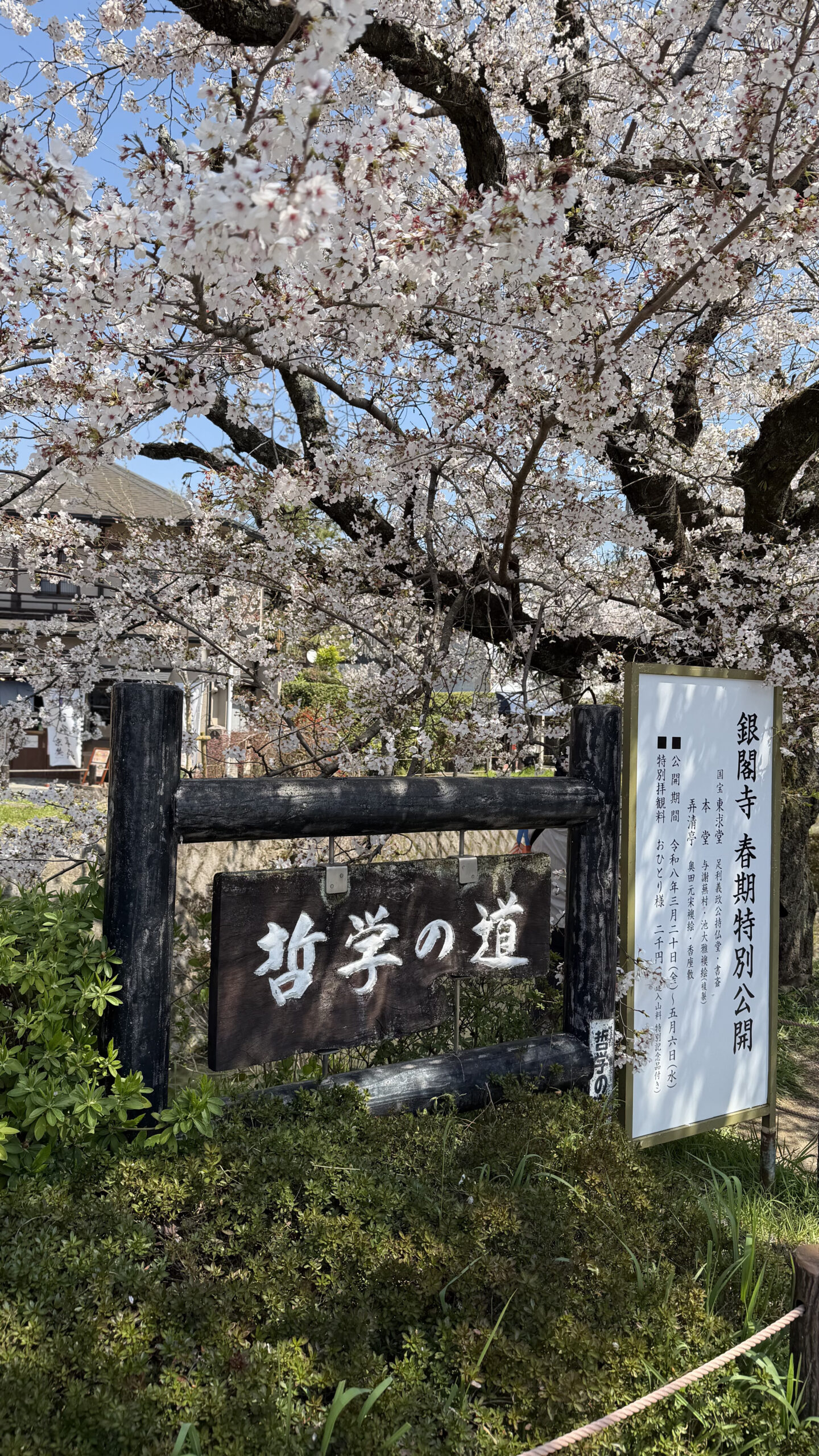 Philosopher's Path cherry blossoms